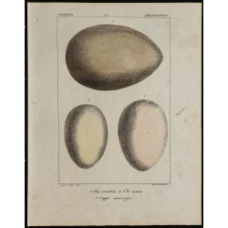 1830 - Oeufs d'oiseaux (Oie, cygne) 