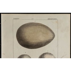 1830 - Oeufs d'oiseaux (Oie, cygne) 