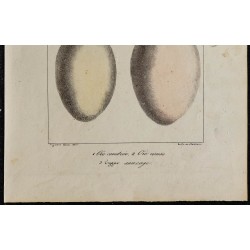 1830 - Oeufs d'oiseaux (Oie, cygne) 