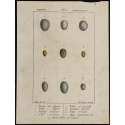 1830 - Œufs Fauvette, Roitelet et Guepier 