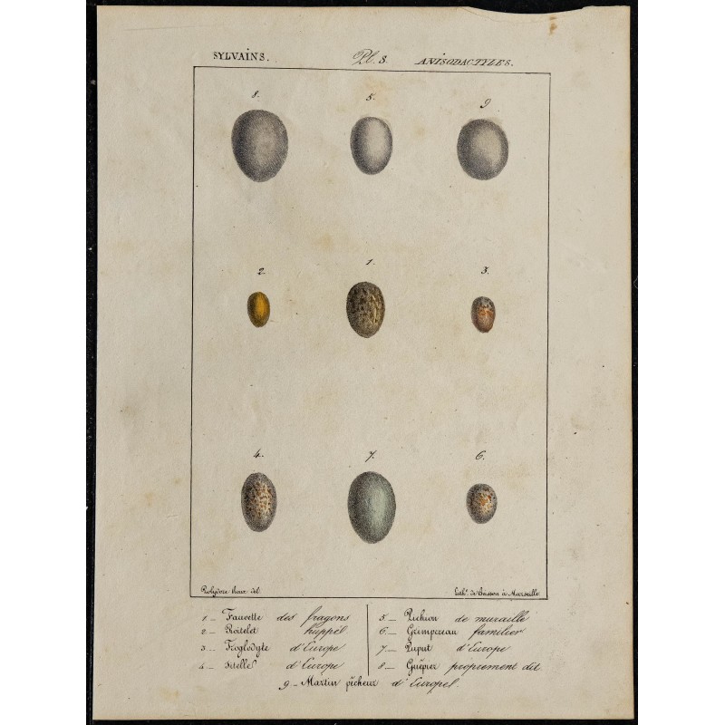 1830 - Œufs Fauvette, Roitelet et Guepier 
