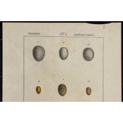 1830 - Œufs Fauvette, Roitelet et Guepier 