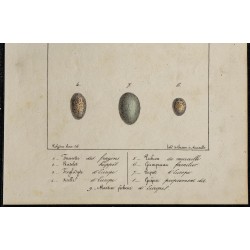 1830 - Œufs Fauvette, Roitelet et Guepier 