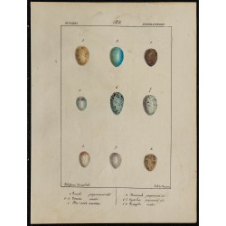 1830 - Œufs passereaux 
