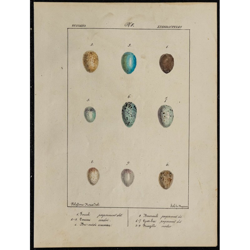 1830 - Œufs passereaux 1830 - Œufs passereaux