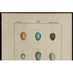 1830 - Œufs passereaux 