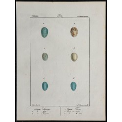 1830 - Œufs Motteux, Tarier et Pegot 