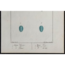 1830 - Œufs Motteux, Tarier et Pegot 