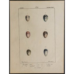 1830 - Œufs de pies 