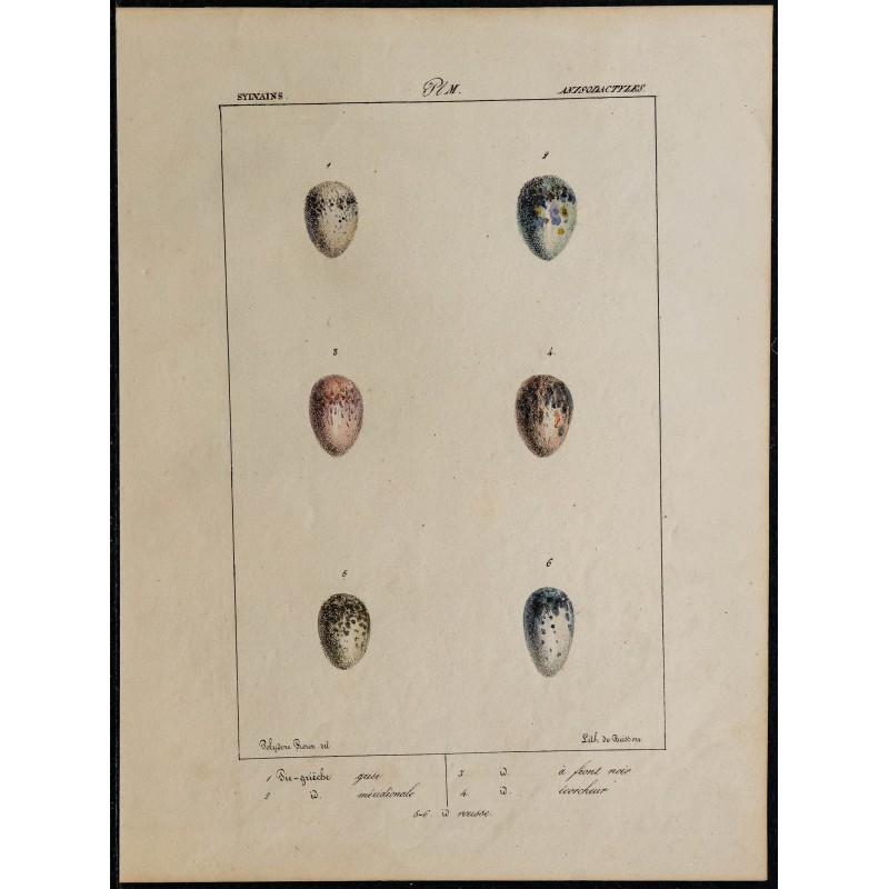 1830 - Œufs de pies 1830 - Œufs de pies