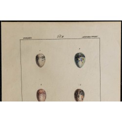 1830 - Œufs de pies 