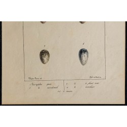 1830 - Œufs de pies 