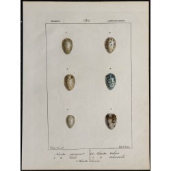 1830 - Œufs d'Alouettes 