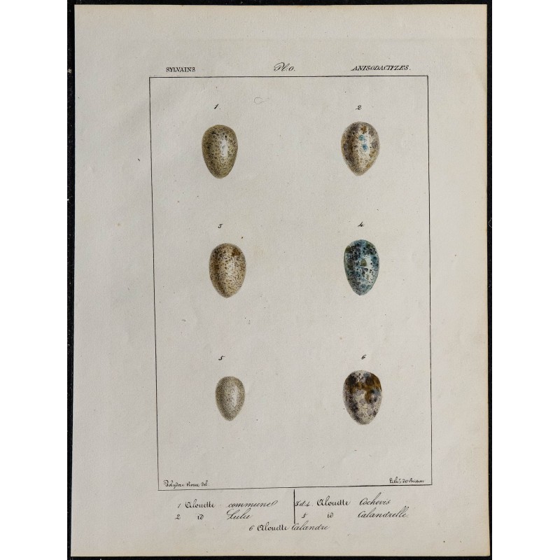 1830 - Œufs d'Alouettes 1830 - Œufs d'Alouettes