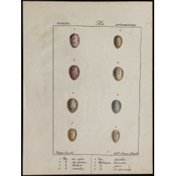 1830 - Œufs de passereaux 
