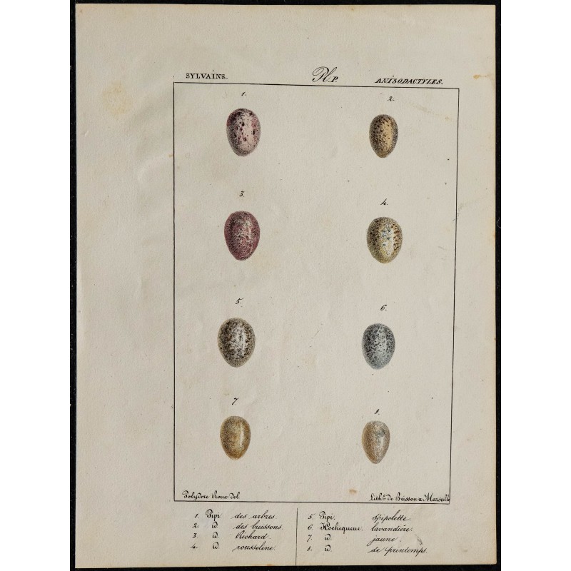 1830 - Œufs de passereaux 