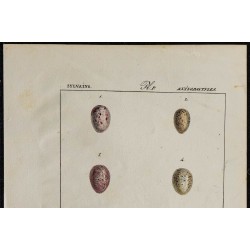 1830 - Œufs de passereaux 