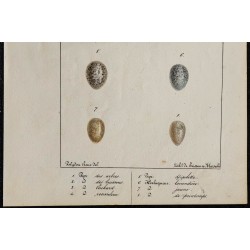 1830 - Œufs de passereaux 