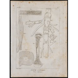 1825 - Tissu organique humain 