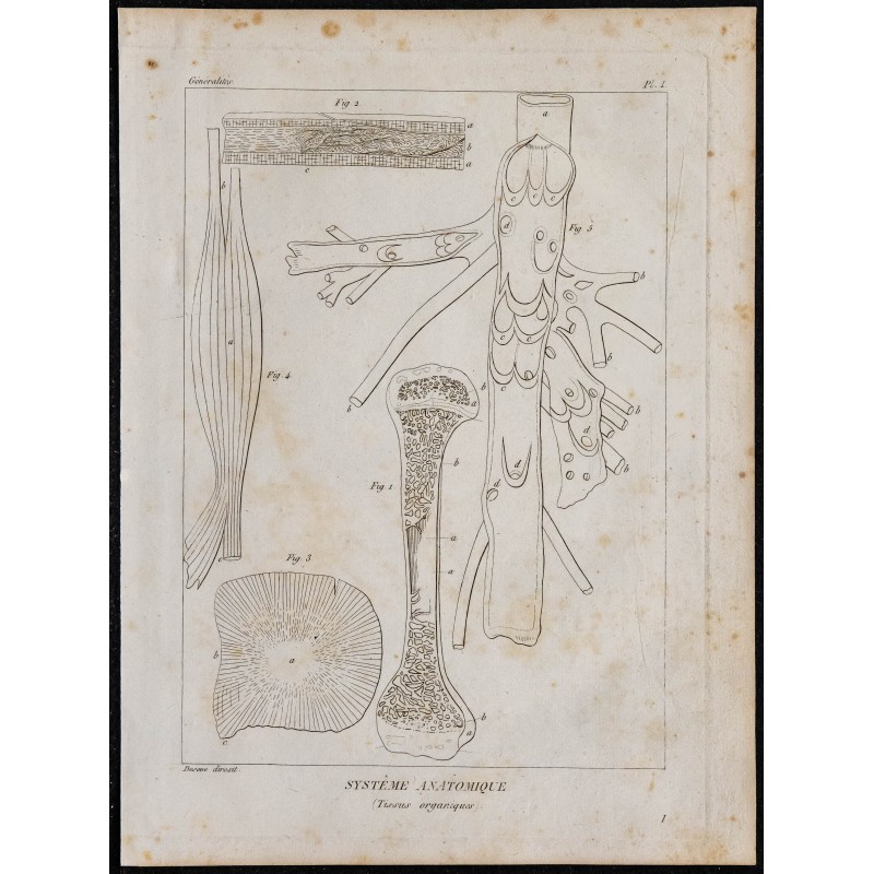 1825 - Tissu organique humain 