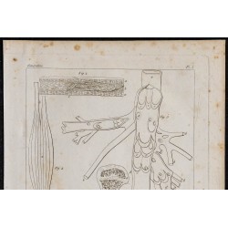 1825 - Tissu organique humain 