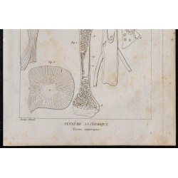 1825 - Tissu organique humain 