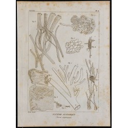 1825 - Système organique humain 