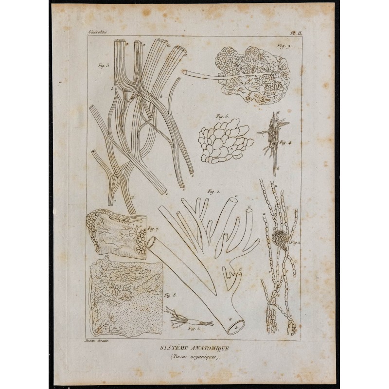 1825 - Système organique humain 