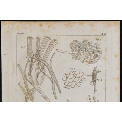 1825 - Système organique humain 
