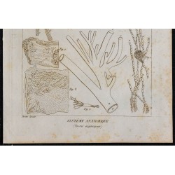1825 - Système organique humain 