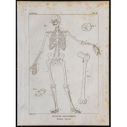 1825 - Squelette humain 