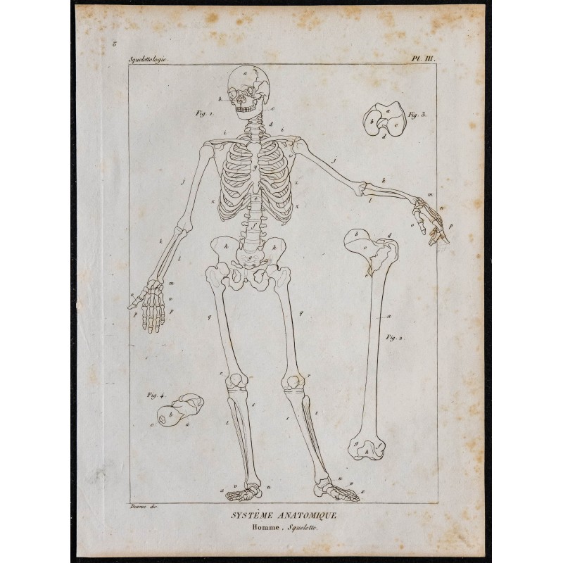 1825 - Squelette humain 