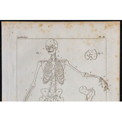 1825 - Squelette humain 