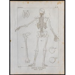 1825 - Squelette humain de dos 