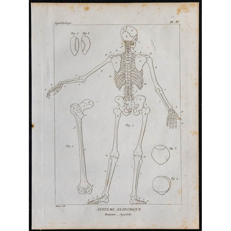 1825 - Squelette humain de dos 