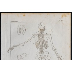1825 - Squelette humain de dos 