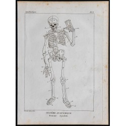1825 - Squelette humain 