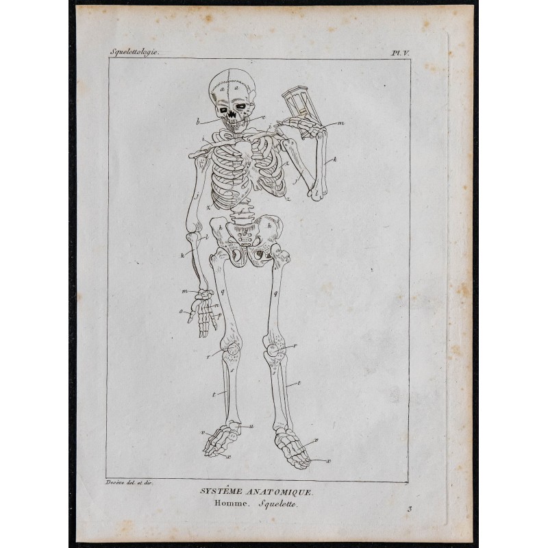 1825 - Squelette humain 
