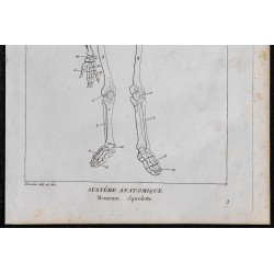 1825 - Squelette humain 