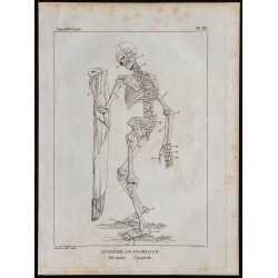 1825 - Squelette humain 