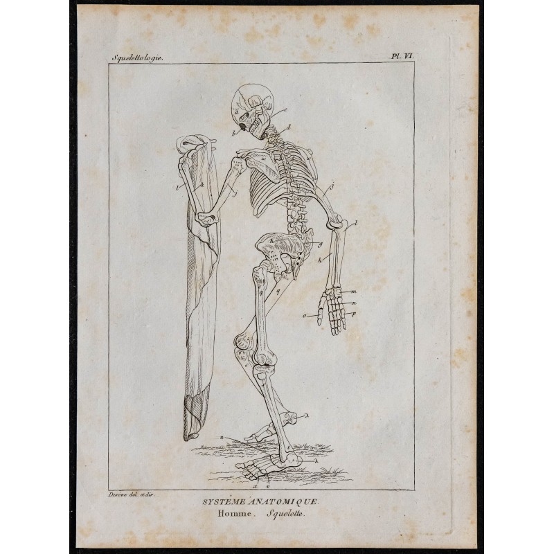 1825 - Squelette humain 