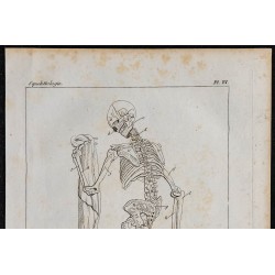 1825 - Squelette humain 