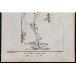 1825 - Squelette humain 