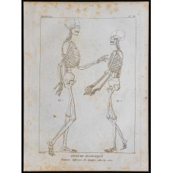 1825 - Squelette d'homme et de femme 