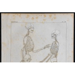 1825 - Squelette d'homme et de femme 