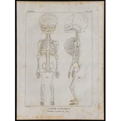 1825 - Squelette d'un foetus humain 