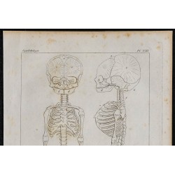 1825 - Squelette d'un foetus humain 