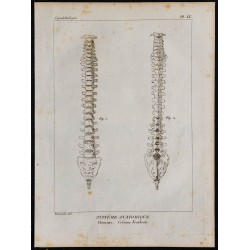 1825 - Colonne vertébrale humaine 