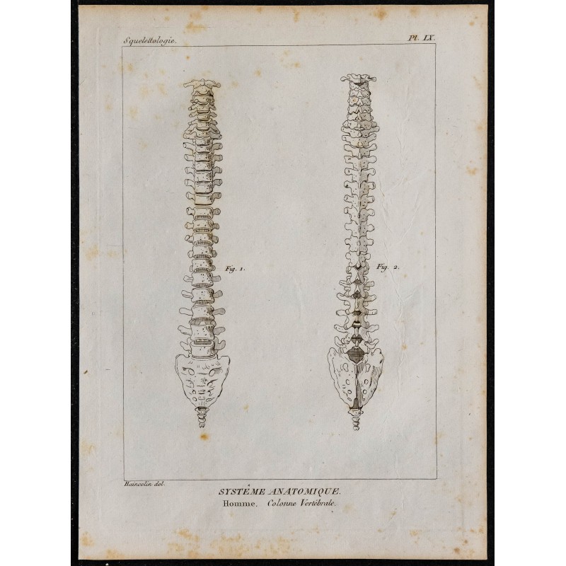 1825 - Colonne vertébrale humaine 