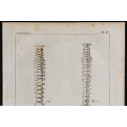 1825 - Colonne vertébrale humaine 